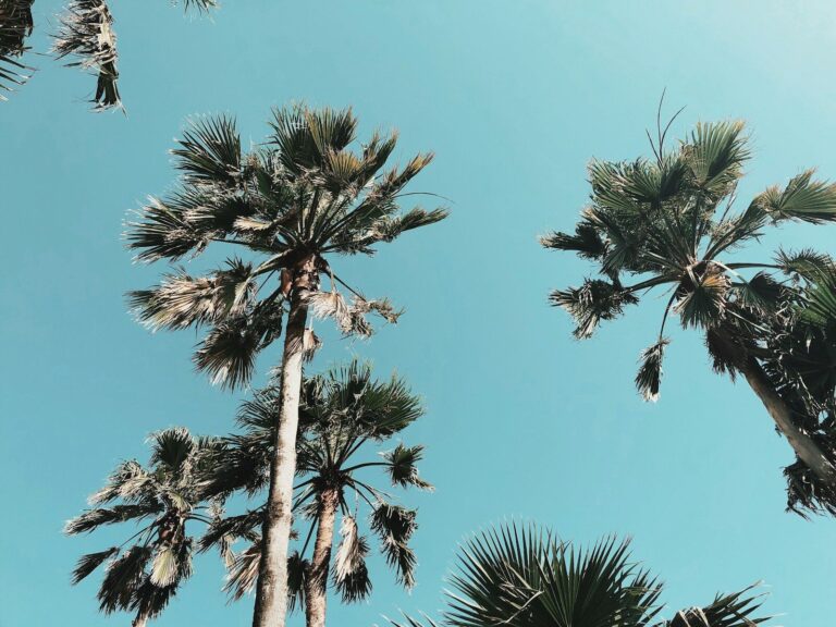 Top 10 Reasons to Move to the Rio Grande Valley low-angle photography of palm trees